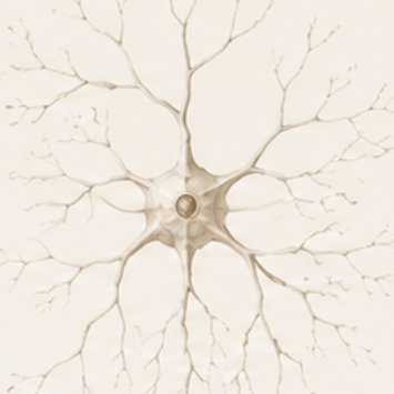 An engraving of a neuron and its dendrites