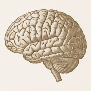 An engraving of a human brain